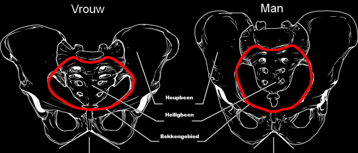 Je bekken als basis | Graziozo